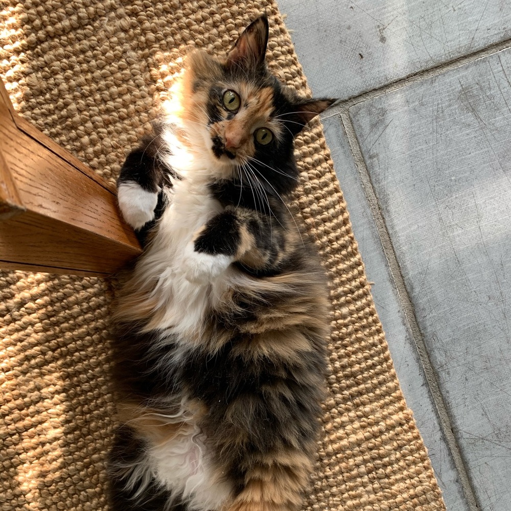 Meet your Posher, Draea